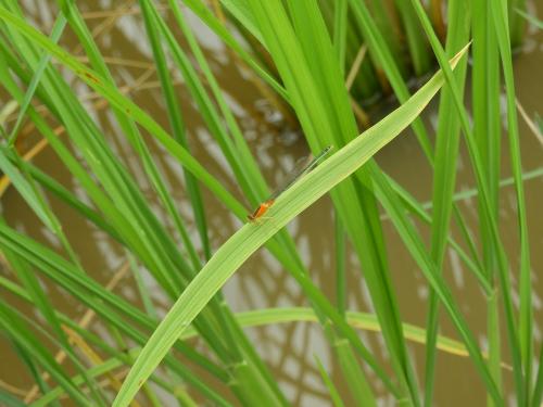 Ischnura senegalensis